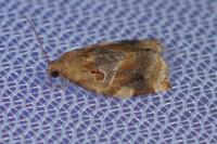 Archips xylosteana