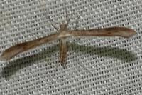 Stenoptilia