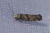 Paraswammerdamia nebulella