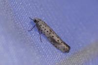 Yponomeuta irrorella