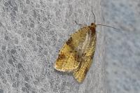 Epagoge grotiana
