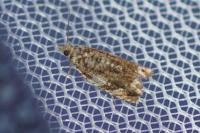 Epinotia abbreviana