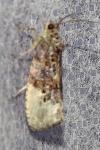 Hedya nubiferana