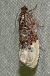 Hedya nubiferana