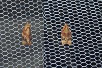 Ditula angustiorana