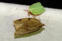 Lozotaenia forsterana