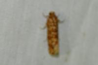 Lozotaeniodes formosana