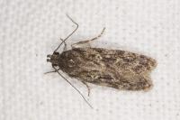 Gelechia muscosella