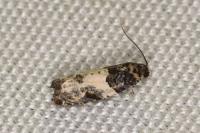 Gypsonoma sociana