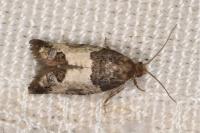 Spilonota ocellana