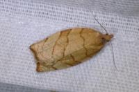 Pandemis cerasana