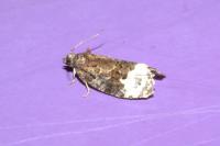 Apotomis capreana