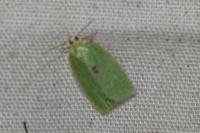 Tortrix viridana