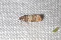 Piniphila bifasciana