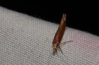 Ypsolopha parenthesella
