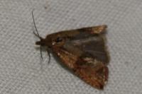 Celypha striana