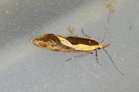 Harpella forficella