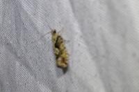 Zeiraphera isertana