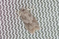 Cnephasia genitalana