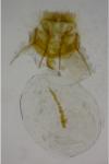 Cnephasia genitalana
