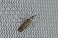 Coleophora deauratella