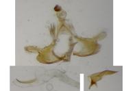 Coleophora deauratella
