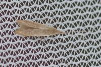 Coleophora
