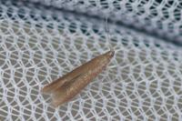 Coleophora lusciniaepennella