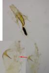 Coleophora lusciniaepennella