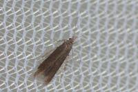 Coleophora serratella