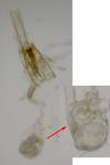 Coleophora serratella