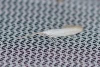 Coleophora anatipennella