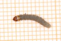 Epinotia solandriana
