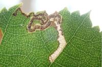 Stigmella sakhalinella