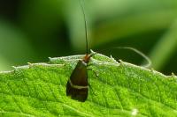 Adela australis