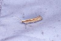 Plutella xylostella