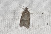 Cnephasia