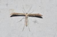 Emmelina monodactyla