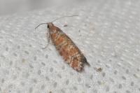 Rhyacionia pinivorana