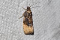 Hedya ochroleucana