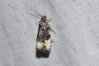 Hedya pruniana
