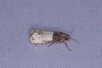 Notocelia roborana