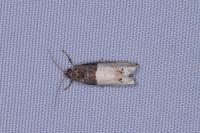 Notocelia roborana
