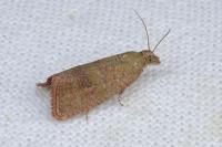 Celypha rosaceana