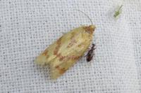 Clepsis pallidana