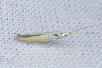 Coleophora
