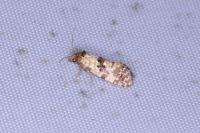 Neocochylis molliculana