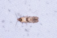 Neocochylis molliculana
