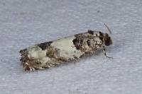 Epinotia thapsiana