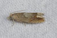 Eucosma conterminana